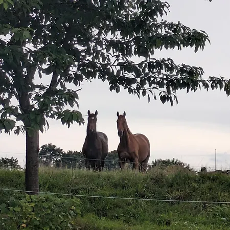 Freche Socke * Buchhorst